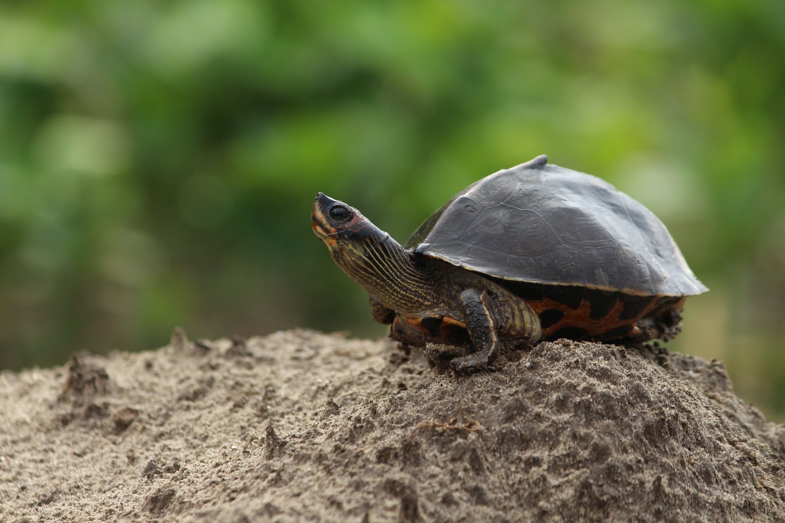 Turtle resting on a natural surface