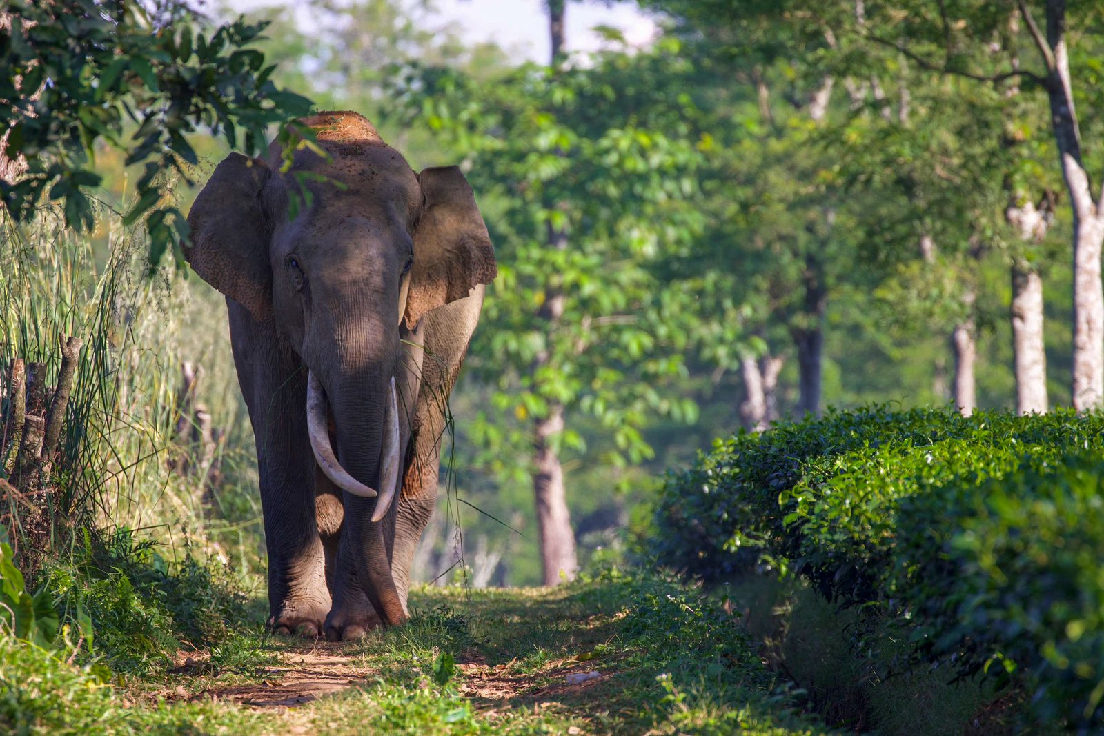 Elephant moving through a green tea landscape